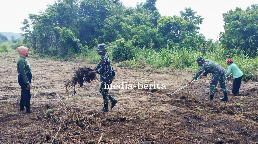 Babinsa Bantu Petani Jagung Bersihkan Lahan untuk Tanam Varietas Perkasa