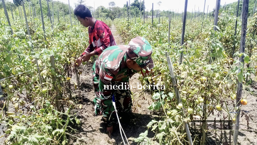Tingkatkan Produktivitas Petani, Babinsa Skanto Bantu Panen Tomat