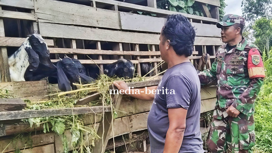 Potensi Ternak Kambing di Keerom, Babinsa Skanto: Prospek Ekonomi Menjanjikan