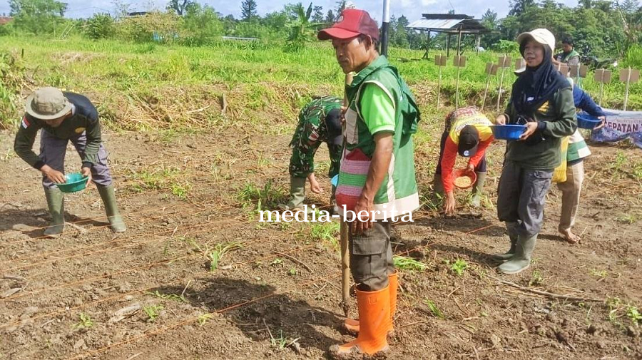 Sinergi Kemandirian Pangan: Babinsa Skanto Dampingi Wabup Keerom Tanam Padi 