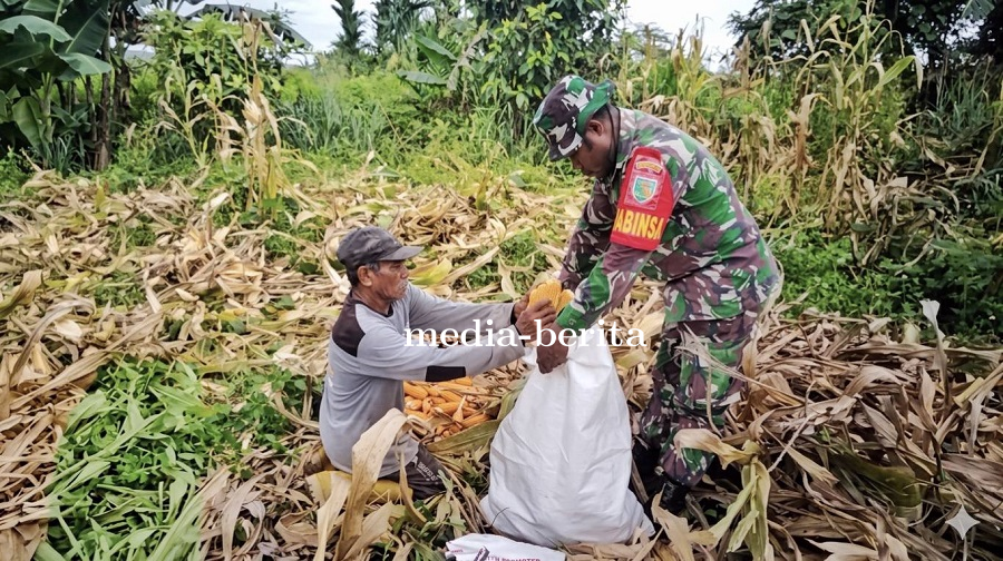 Panen Jagung Perkasa di Kampung Warbo, Babinsa Beri Edukasi Cegah Hama dan Penyakit Tanaman