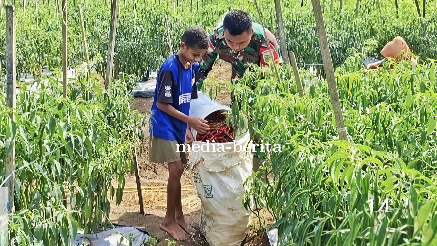 Panen Cabai Berkah, Babinsa Skanto Hadir Bantu Hingga Motivasi Petani