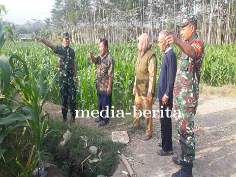 Kasdim 0704 Banjarnegara Meninjau Tanaman Jagung di Lokasi Demplot Kodim 0704 Banjarnegara
