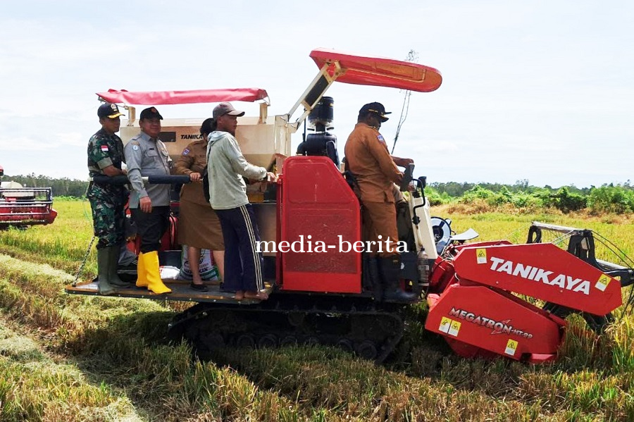 Dandim Merauke Bersama Bupati Laksanakan Panen Raya, Wujud Nyata Dukung Swasembada Pangan