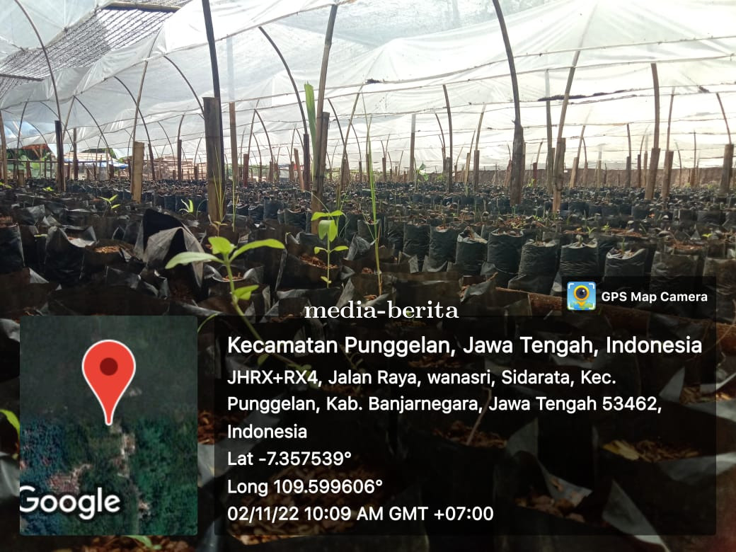 Tanaman bibitan Gula, Aren Desa Sidarata Kec, Punggelan, Kabupaten Banjarnegara, Provinsi Jawa Tenga