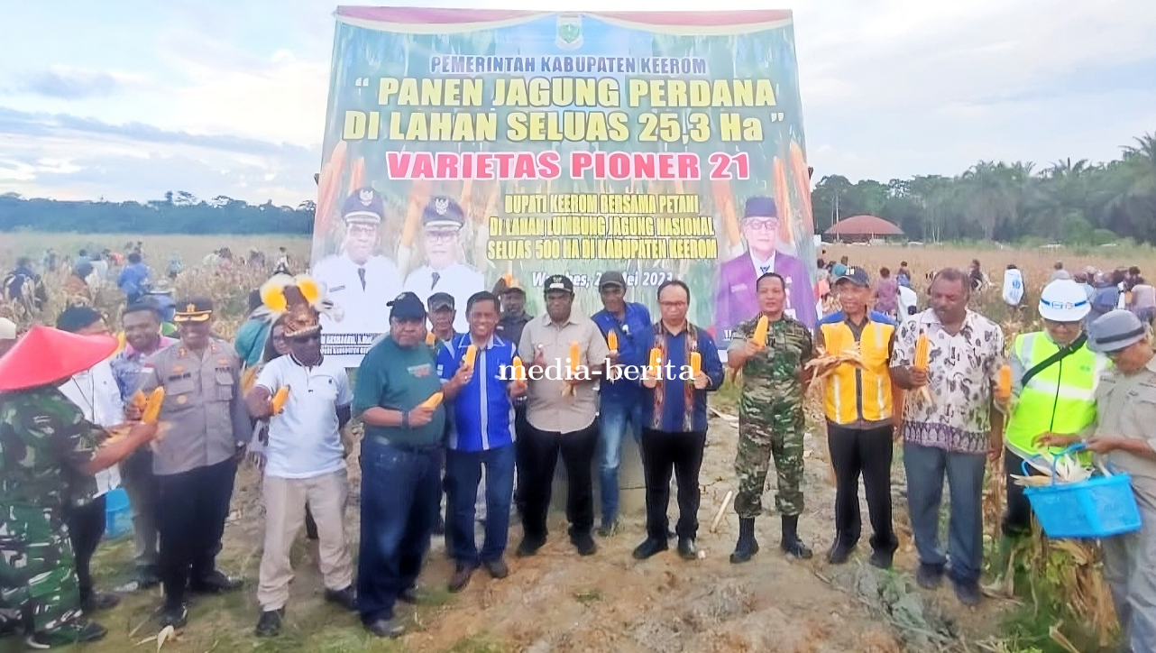 Dukung Ketahanan Pangan Nasional, Kodim Jayapura Bersama Pemkab Keerom Panen Jagung Perdana