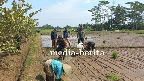 Koramil 15 Rakit Bersinergi dengan BPP Kec Rakit untuk Meningkatkan Produksi Padi melalui PAT