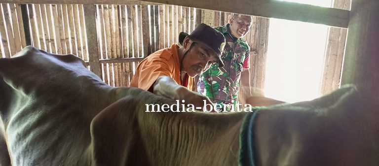 Babinsa Mendampingi Petugas Peternakan Vaksin Hewan Sapi 