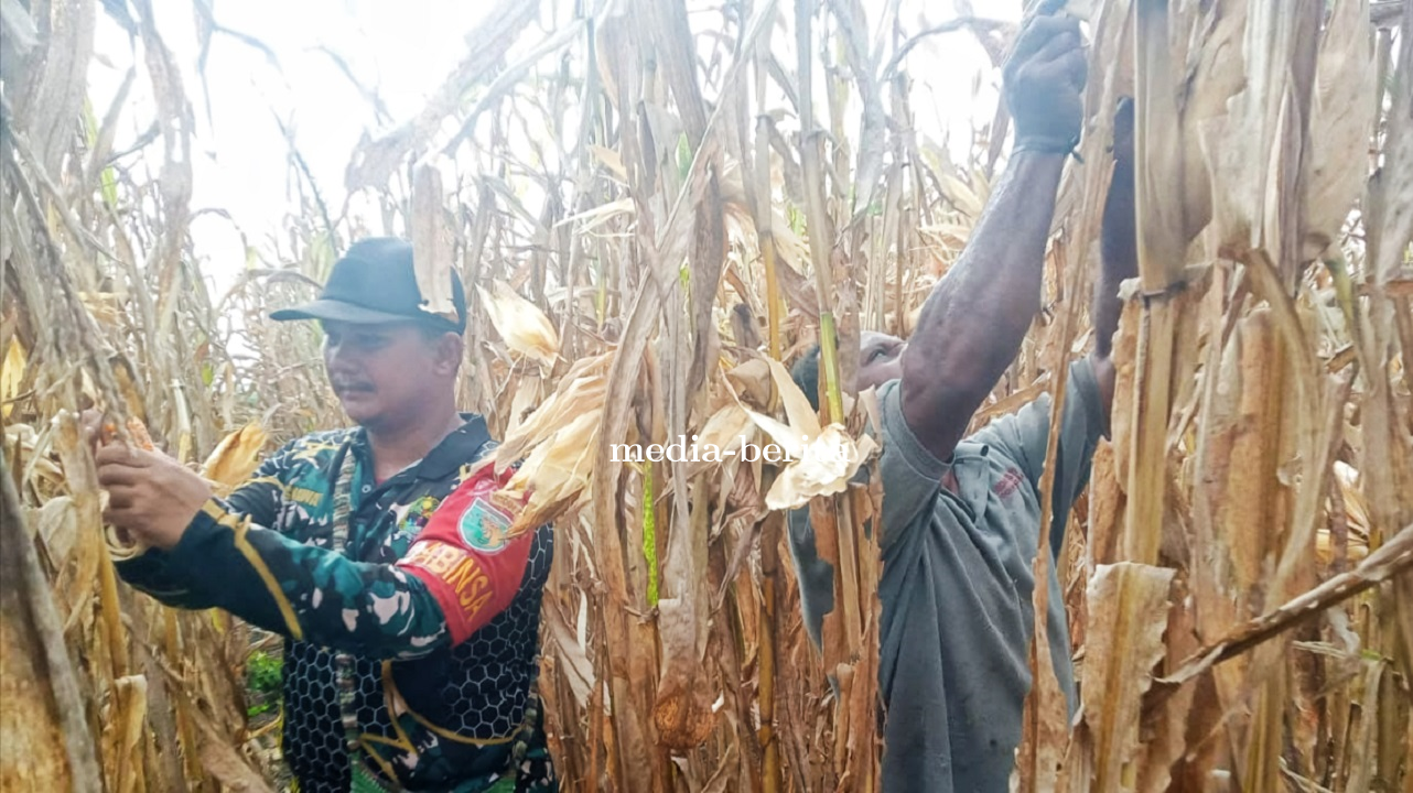 Wujudkan Ketahanan Pangan Babinsa Skanto Panen Jagung Bersama Warga Binaan