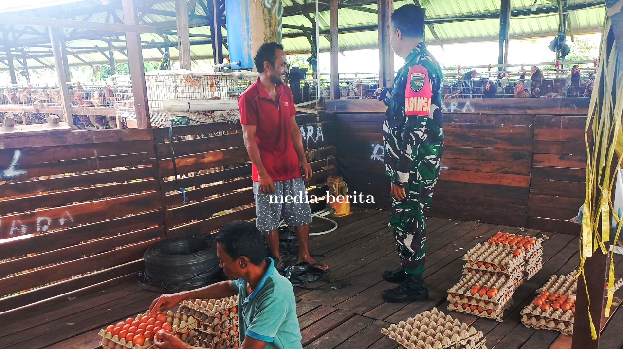 Babinsa Arso Himbau Peternak Ayam Petelur Minimalisir Pencemaran Lingkungan