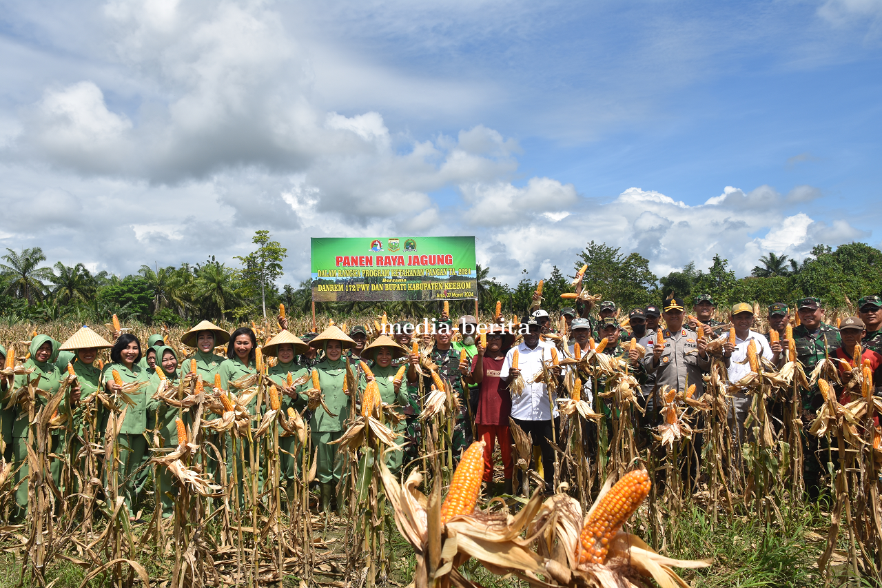 Danrem 172/PWY Bersama Bupati Keerom Panen Raya Jagung Di Lahan Food Estate Papua