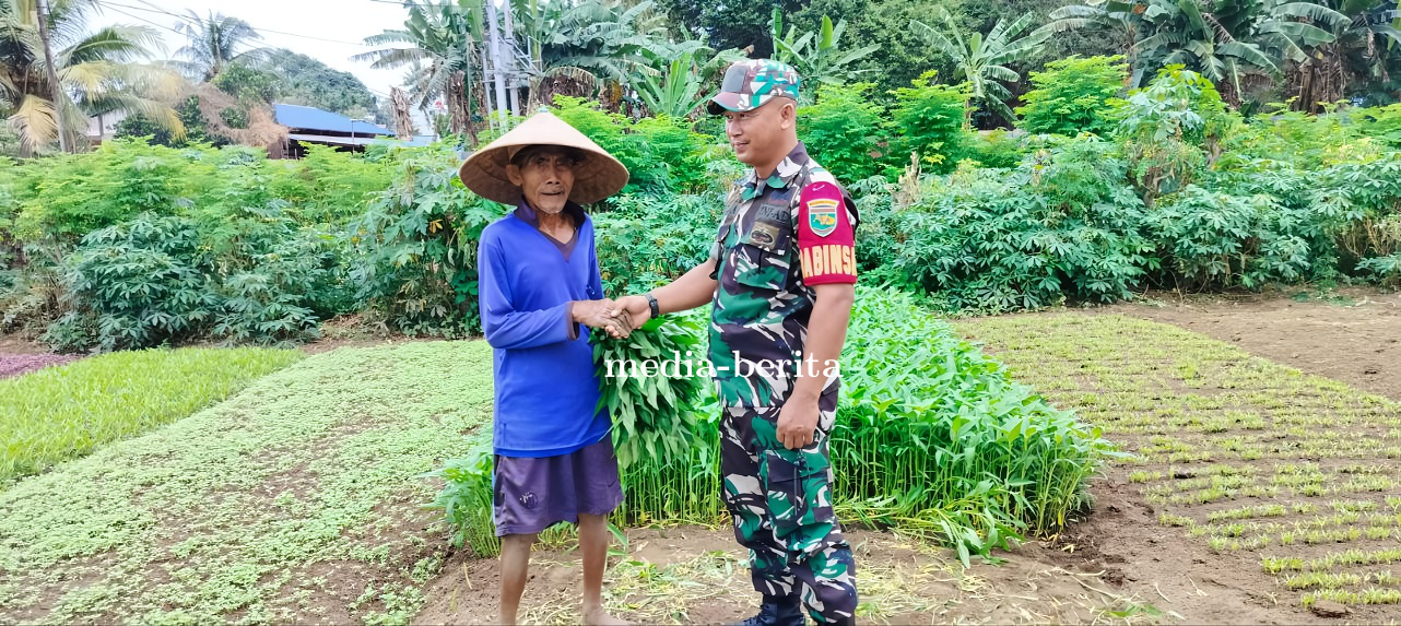 Perkuat Harmonisasi Dengan Warga Babinsa Sentani Komunikasi Sosial Bersama Petani Lokal