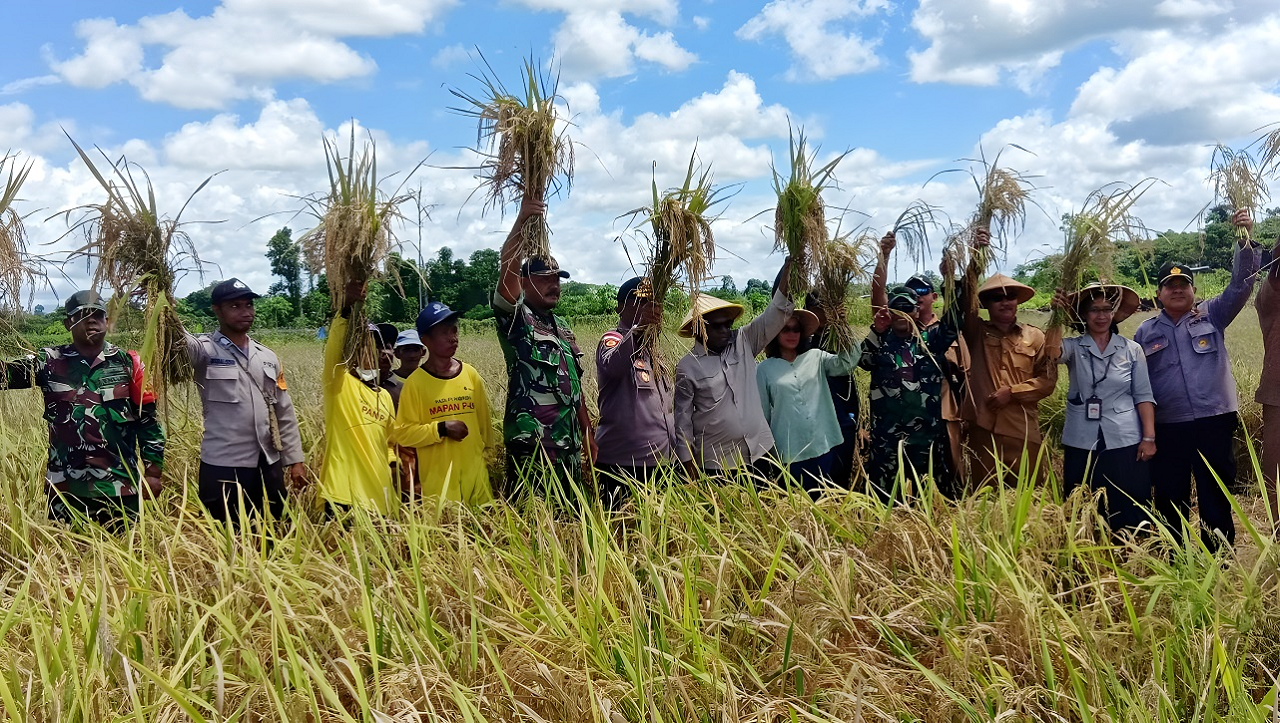 Danramil Skanto Dampingi Bupati Keerom Panen Padi Dan Penyerahan Bantuan Alat Pertanian