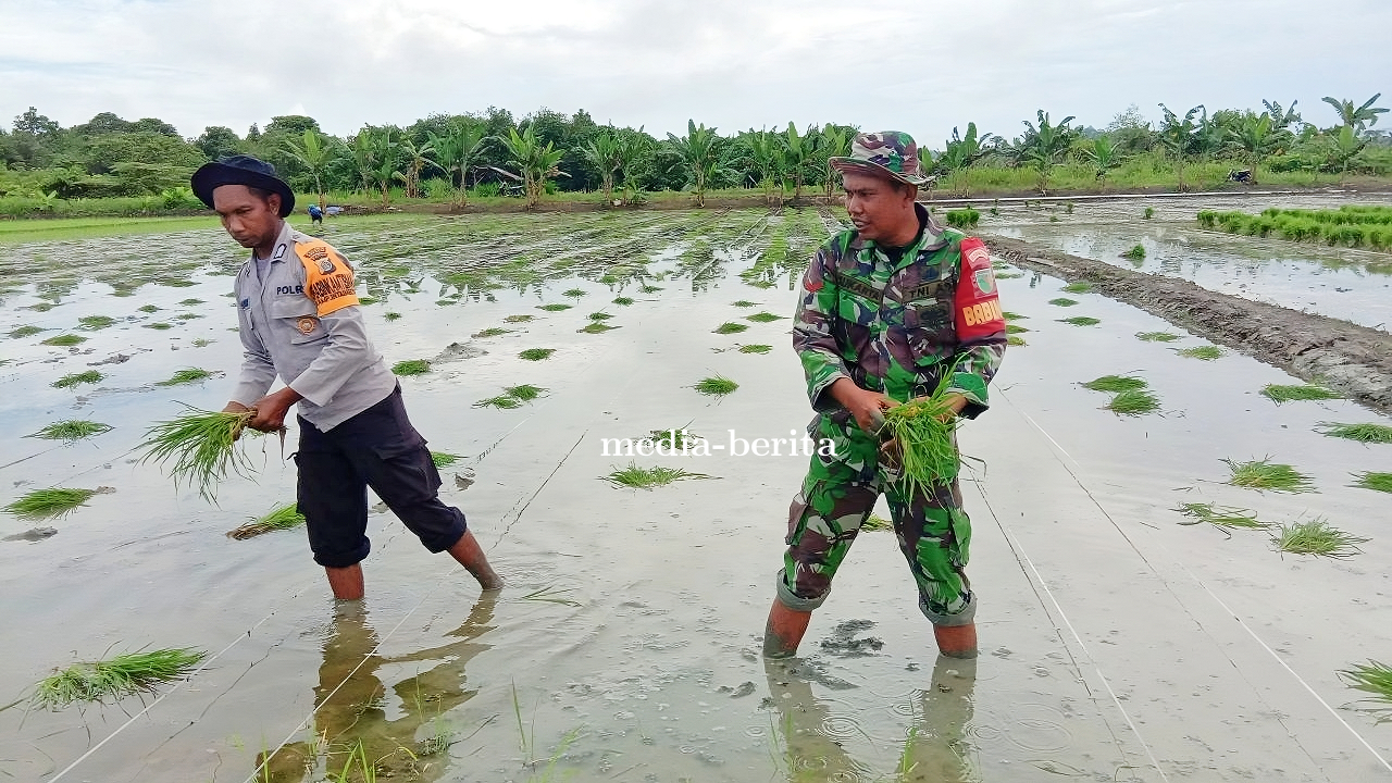 PERAN AKTIF BABINSA IKUT SERTA PENDAMPINGAN TANAM PADI 