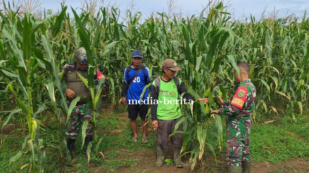Babinsa Arso Dampingi Petani Jagung Demi Sukseskan Ketahanan Pangan Wilayah