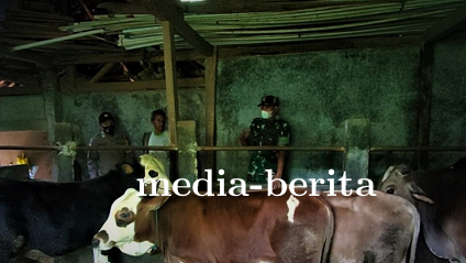 Cegah PMK Babinsa Bersama Bhabinkamtibmas Terus Aktif Cek Hewan Ternak Warga