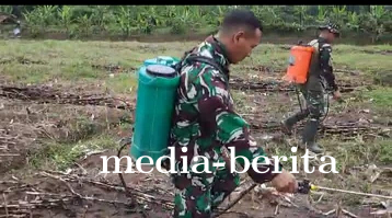 Memicu Pertumbuhan Jagung, Anggota Kodim 0712 Tegal Lakukan Penyemprotan Rutin
