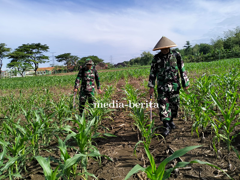 Anggota Kodim 0712 Tegal Kendalikan Gulma Pada Tanaman Jagung 
