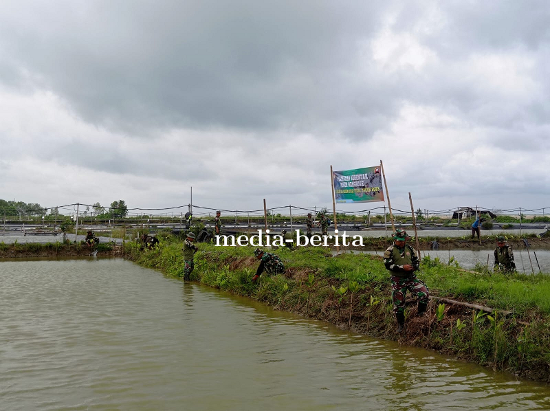 Atasi Abrasi, Kodim 0712 Tegal Seribu Dua Ratus Pohon Mangrove di Pantai Kedungkelor