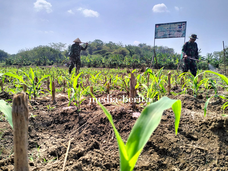 Jaga Tanaman Jagung Dari Serangan Hama, Anggota Kodim 0712 Tegal Bantu Petani Melaksanakan Penyempro