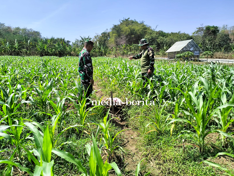 Masa Tanam ke 4  Demplot Kodim 0712/Tegal, Serma Dony Pantau Perkembangan Tanaman Jagung 