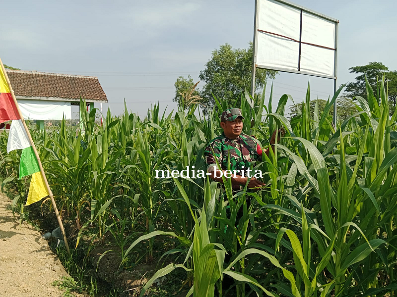 Jaga Ketahanan Pangan Babinsa Kodim 0712 Tegal Pantau Perkembangan Tanaman Jagung 
