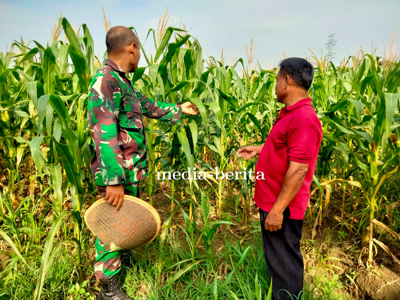 Pemantauan Tanaman Jagung Rutin Dilakukan Babinsa Ramil Kedungbanteng Kodim 0712 Tegal.