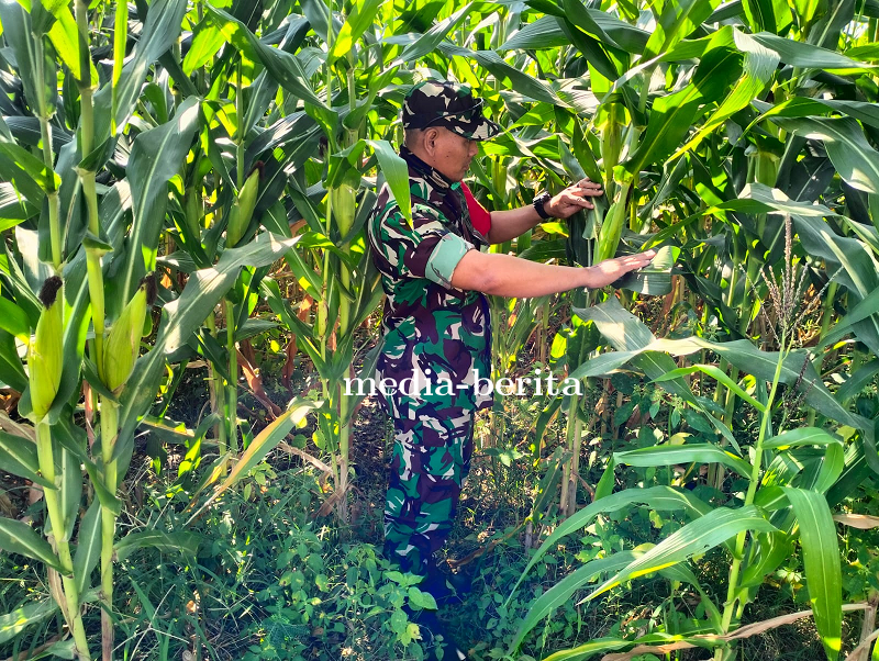 Umur 68 Hari Tanaman Jagung  Kodim 0712 Tegal, Anggota Kodim Tegal Cek Perkembangan Tanaman Jagung 
