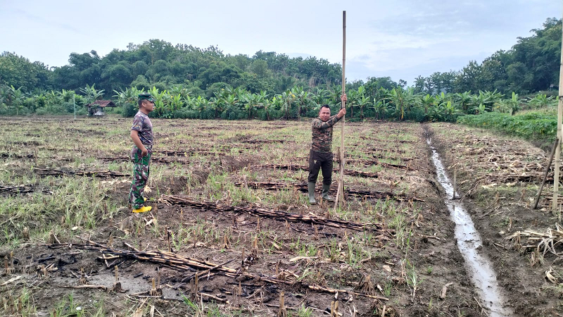 Kodim Tegal Siapkan Lahan Tanam Jagung Di Desa Karanganyar