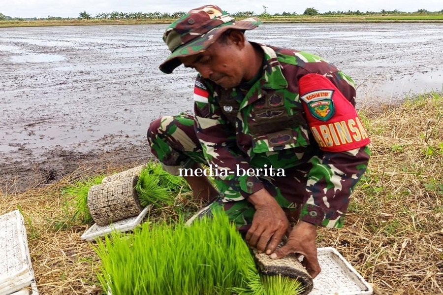 Babinsa Koramil 1707-02/Merauke Dampingi Petani Tanam Bibit Padi Dengan Alat Modern