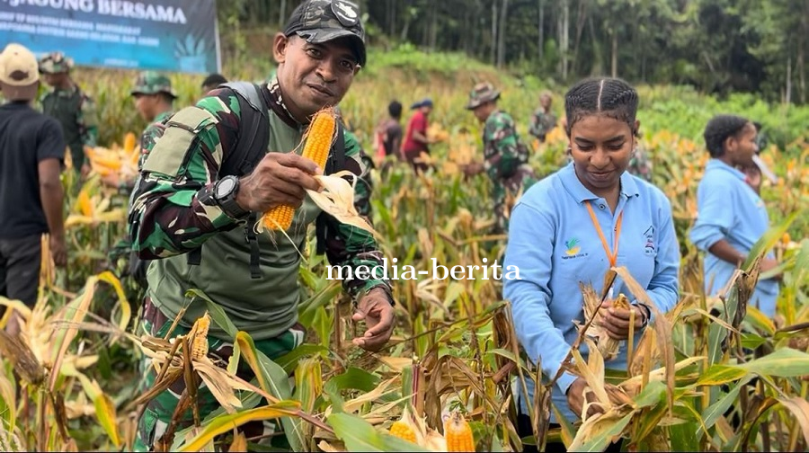 Wujudkan Ketahanan Pangan, Yonif TP 809/NTM Gelar Panen Jagung Bersama Rakyat dan Pelajar di Sarmi