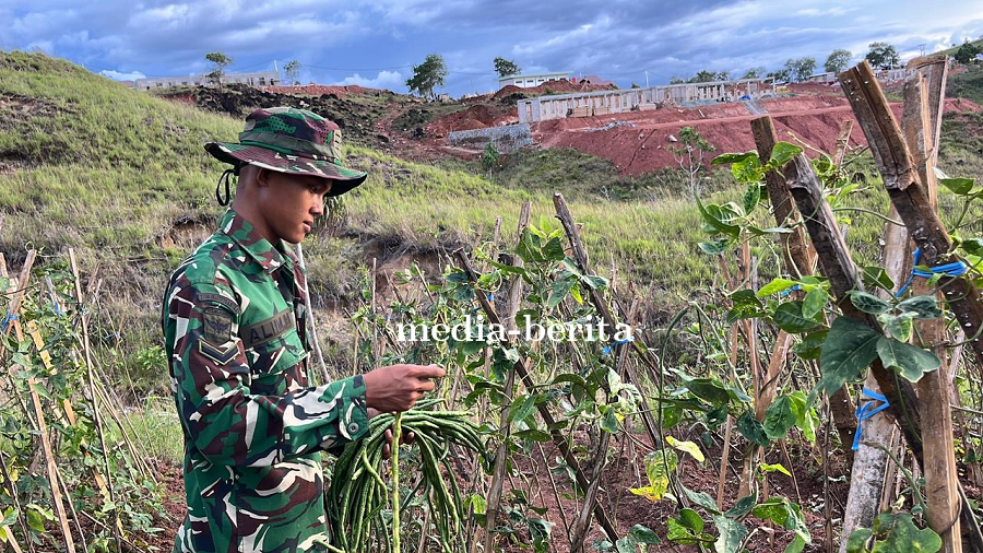 Dukung Ketahanan Pangan Nasional, Prajurit 810 Panen Kacang Panjang