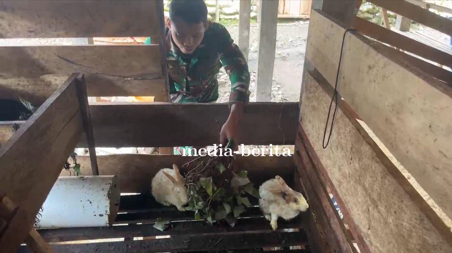 Budidaya Kelinci di Kampung Tomka, TNI Wujudkan Ketahanan Pangan
