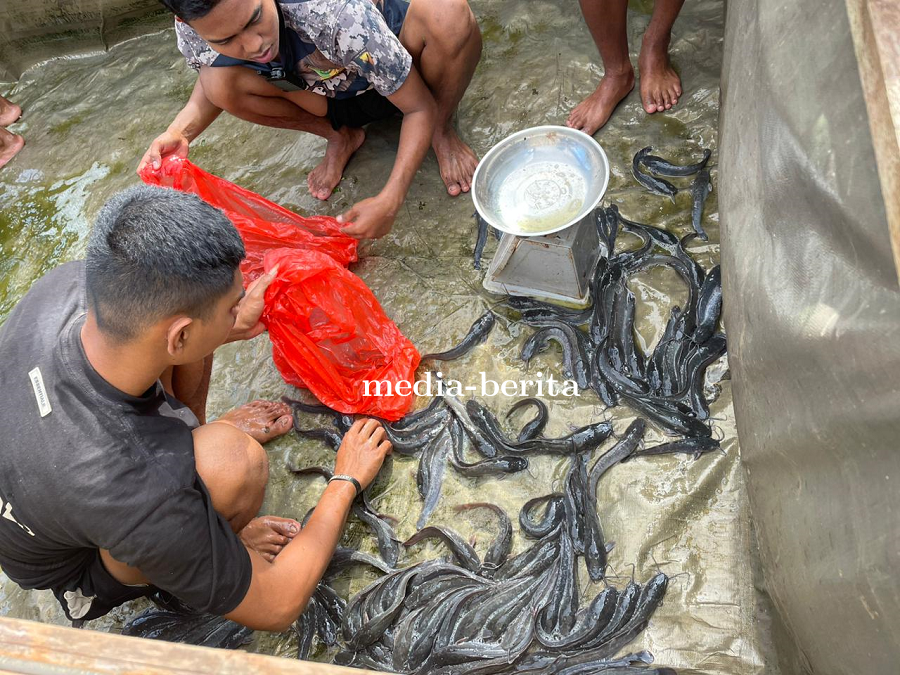 Ketahanan Pangan Mandiri, Kompi Peternakan Yonif TP 810/BEM Lele