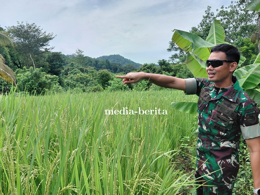 Wadanyonif TP 810 Tinjau Sektor Padi dan Palawija di Sosiri