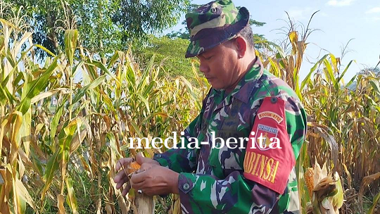 Babinsa Koramil Kedung Banteng Kodim Tegal Pantau Tanaman Jagung