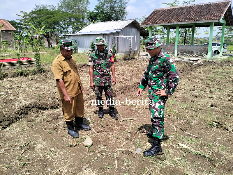Serka Rudi Pantau Perkembangan Tananam Jagung Di Demplot Kodim 0712 Tegal