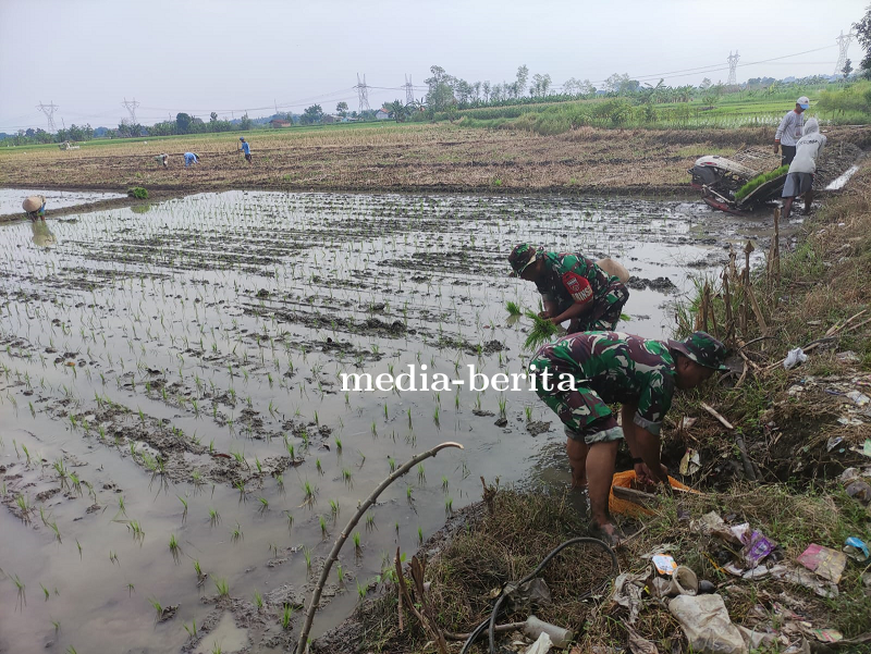 Dukung Program Ketahanan Pangan, Babinsa Koramil Pangkah Bantu Petani Tanam Padi
