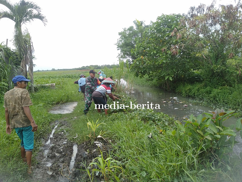 Cegah Banjir, Babinsa Koramil Dukuhturi Bersama Warga Gotong Royong Bersihkan Enceng Gondok