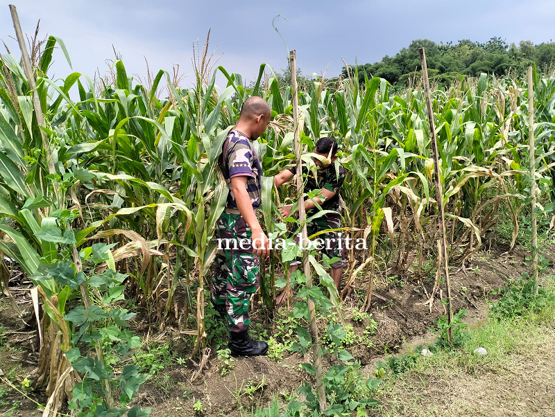 Bati Wanwil Kodim Tegal Pantau Perkembangan Tanaman Jagung