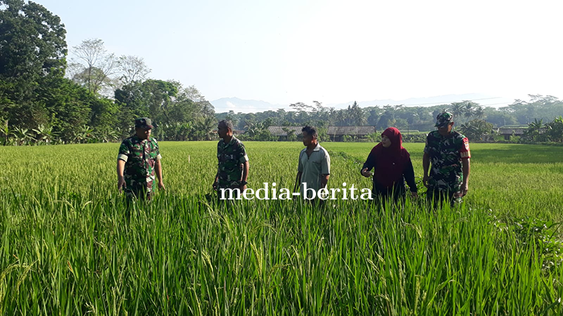Pengamatan Padi Di Lokasi Demplot Kodim 0704 Banjarnegara