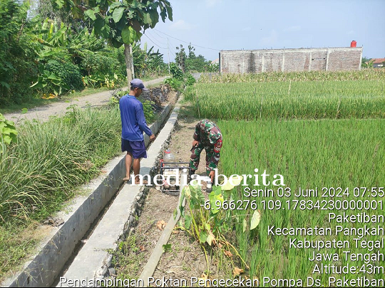 Babinsa Kodim Tegal Damping Petani Dalam Rangka Ketahanan Pangan