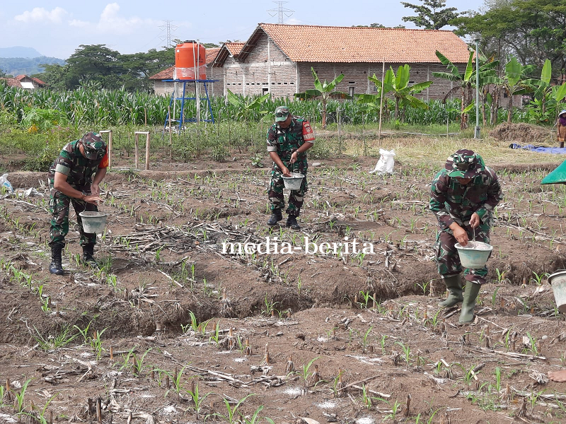 Pantauan Rutin Tanaman Jagung Ketahanan Pangan Kodim 0712 Tegal