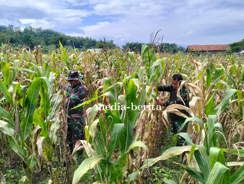 Kondisi Tananam Jagung Kodim 0712 Tegal sudah mulai Menua