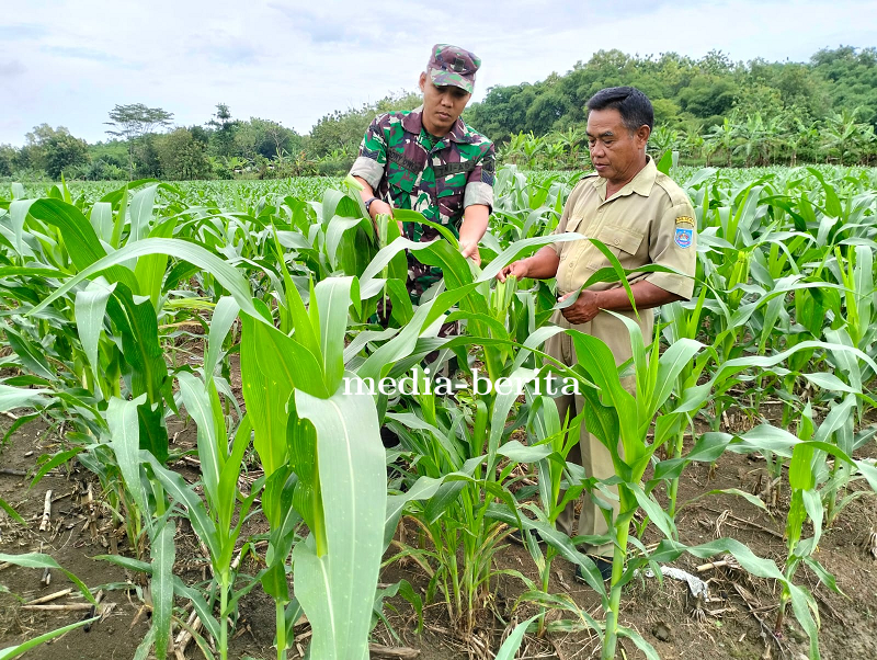Upaya Cegah Hama, Anggota Kodim 0712 Tegal  Bersama Gapoktan Cek Tanaman Jagung.