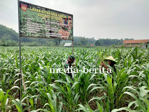 Upaya Peningkatan Tanaman Jagung Ketahanan Pangan Kodim 0712 Tegal