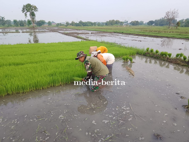 Babinsa Koramil Dukuhwaru Kodim Tegal Bantu Petani Ndaut atau Cabut Bibit Padi Siap Tanam 