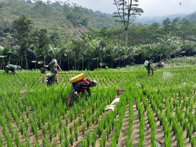 Babinsa Koramil 04 Karangkobar Bantu Petani Melaksanakan Penyemprotan Dan Pemupukan Tanaman Padi
