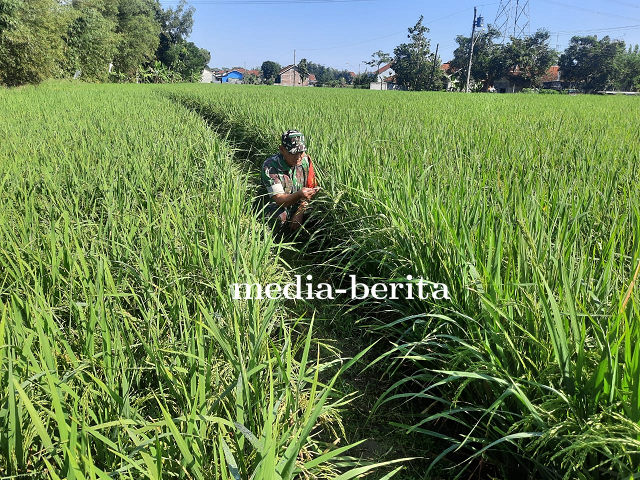 Usia 61 Hari Tanaman Padi Tanaman Padi Jenis Pro Tani Demplot Kodim 0712 Tegal Tumbuh Subur 