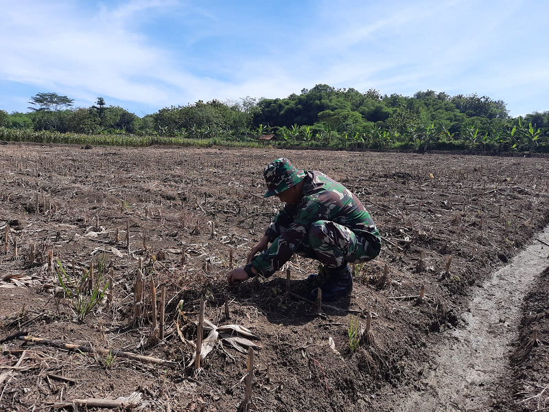 Penyiangan Tanaman Jagung Di Lahan Ketahanan Pangan Kodim 0712 Tegal